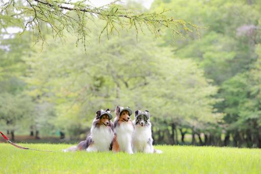 シェルティ シェルティ 犬,シェルティ,ペットの写真素材