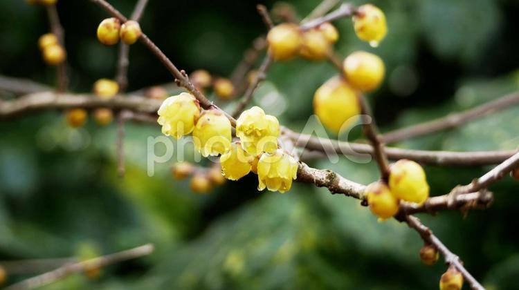 庭先に春の便りを届けるロウバイの花 ロウバイ,花,黄色の写真素材