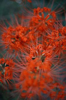 彼岸花 彼岸花の写真