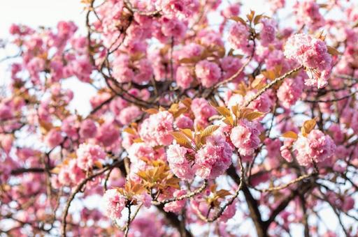 八重桜2 八重桜2の写真