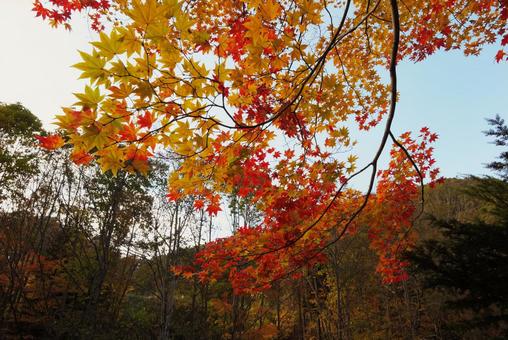 赤と黄色のもみじ もみじ,紅葉,秋の写真素材