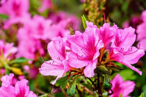 ツツジの花 ツツジの花の写真
