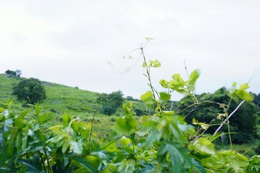 植物 植物の写真