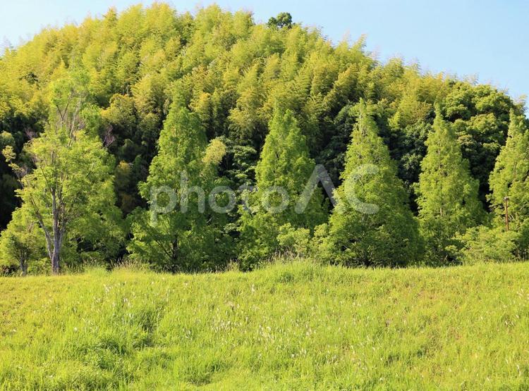 青空にスッキリと　新緑の並木と山 新緑,並木,木の写真素材