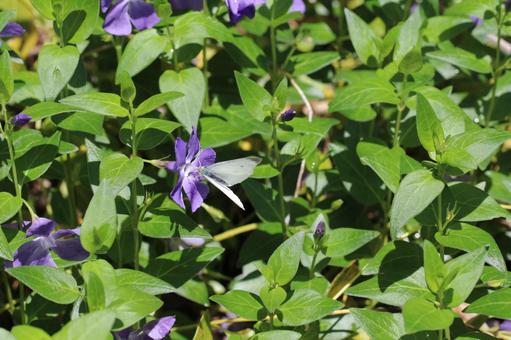 紫の花に止まるモンシロチョウ 紫の花に止まるモンシロチョウ チョウ,モンシロチョウ,花の写真素材
