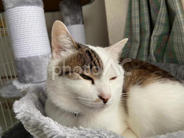 眠くなってきた猫 猫,ペット,犬猫の写真素材