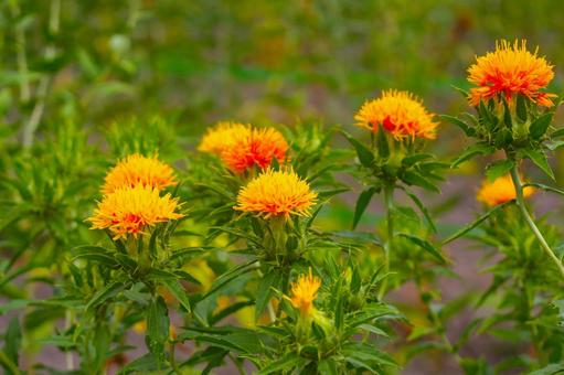 Photo, safflower, benbana, flower, 