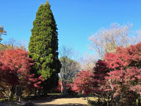 四季桜と紅葉 愛知県豊田市市場城跡より 四季桜と紅葉 愛知県豊田市市場城跡よりの写真