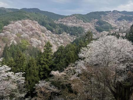 吉野山 吉野山 吉野山,奈良,桜の写真素材