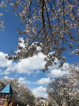 桜 桜の写真