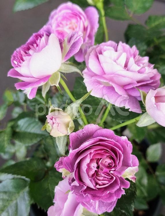 ベランダのバラ・リナルド 薔薇,バラ,リナルドの写真素材