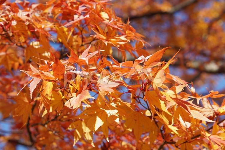 赤いもみじ　秋晴れの紅葉 もみじ,青空,アップの写真素材