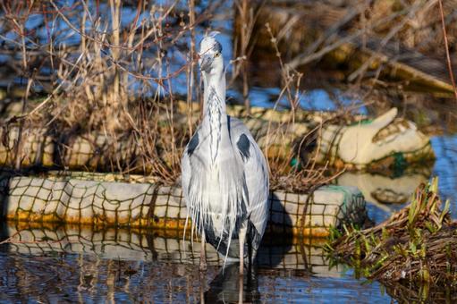 A grey heron basking in the winter sunshine, JPG A grey heron basking in the winter sunshine, JPG