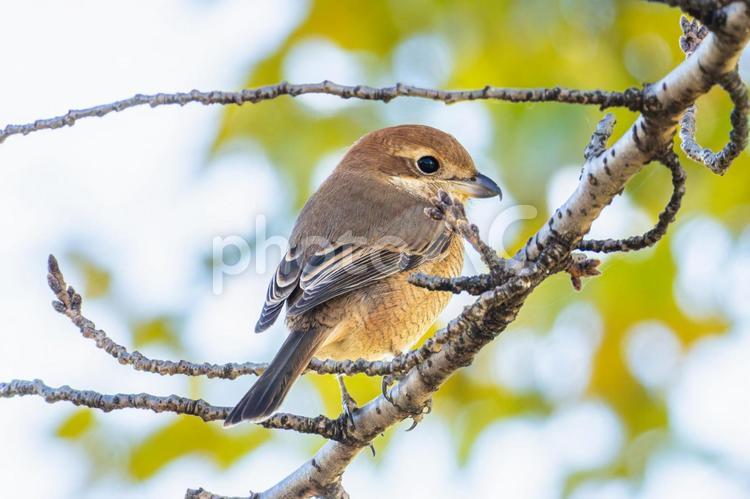 枝にとまるモズ・百舌鳥 モズ,百舌鳥,野鳥の写真素材