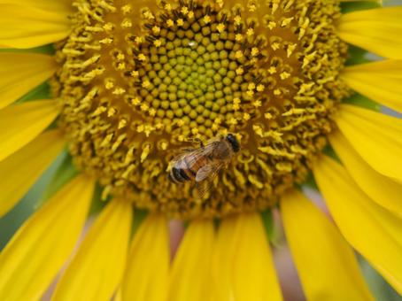 花粉を集めるミツバチ 花粉を集めるミツバチの写真