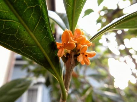 【花の写真】キンモクセイ(金木犀) 【花の写真】キンモクセイ(金木犀) キンモクセイ,金木犀,植物の写真素材
