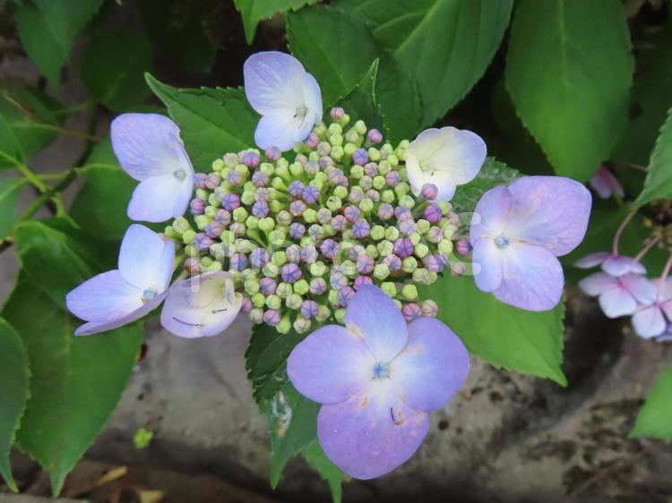 青紫のヤマアジサイ アジサイ,紫陽花,ガクアジサイの写真素材