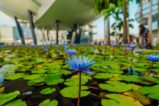 【シンガポール】アートサイエンスの蓮の花 シンガポール,マリーナベイサンズ,singaporeの写真素材