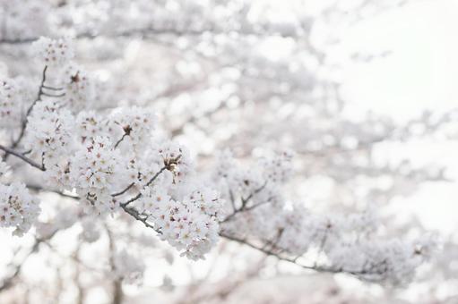 桜 桜の写真