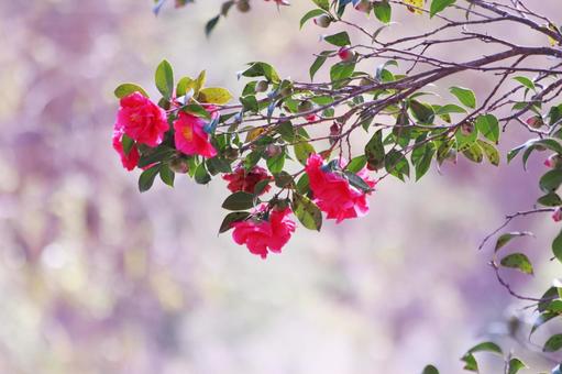赤い椿の花 花,椿,植物の写真素材