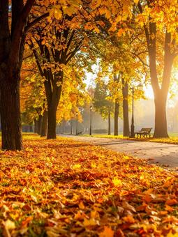 紅葉 紅葉の写真