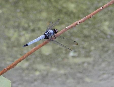 Photo, coconut shell, large salted dragonfly, dragonfly, 