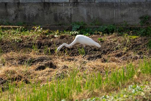 草地で餌を探す白いサギ サギ,白い鳥,野鳥の写真素材
