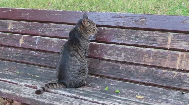 夕涼みが日課のもふもふであざとい猫様 夕涼みが日課のもふもふであざとい猫様 猫,キジトラ,お座りの写真素材