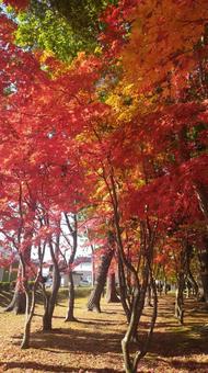 もみじ もみじ もみじ,モミジ,秋の写真素材
