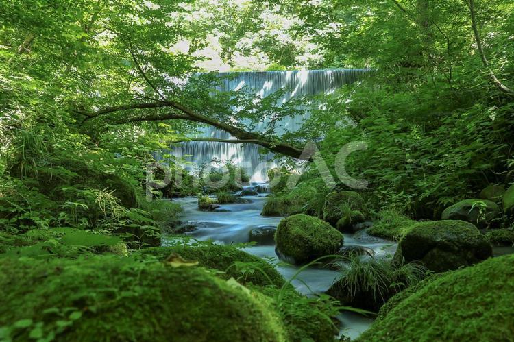 木谷沢渓流 木材,自然,葉の写真素材
