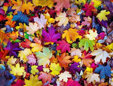 色鮮やかなカエデの落ち葉の写真
