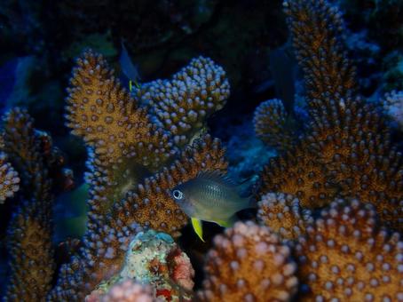 ヒスイスズメダイ ヒスイスズメダイ 魚,海,沖縄の写真素材