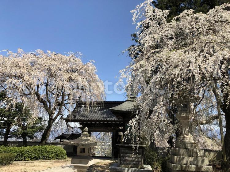 光林寺の二つの桜 桜,春,空の写真素材