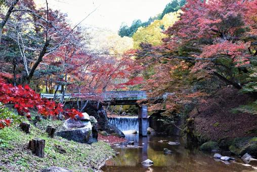 岩屋堂の紅葉 岩屋堂の紅葉の写真