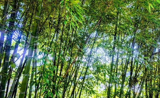竹林 竹林 自然,竹林,竹の写真素材