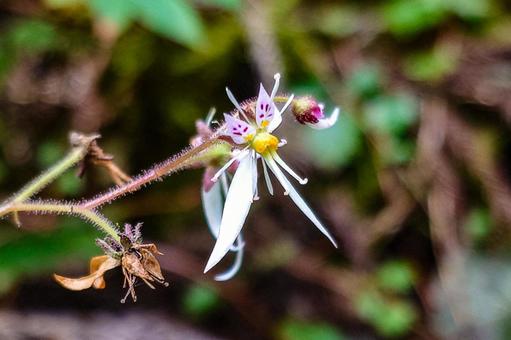 ユキノシタの花 ユキノシタの花 ユキノシタ,花,白色の写真素材