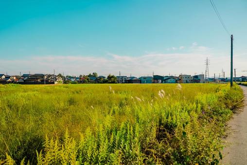 【島根】輝いてたすすき 島根,風景,shimaneの写真素材