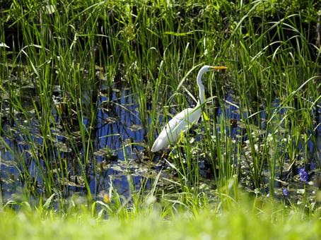 シロサギのいる風景の写真