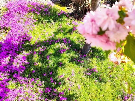 花のアップ 花のアップの写真