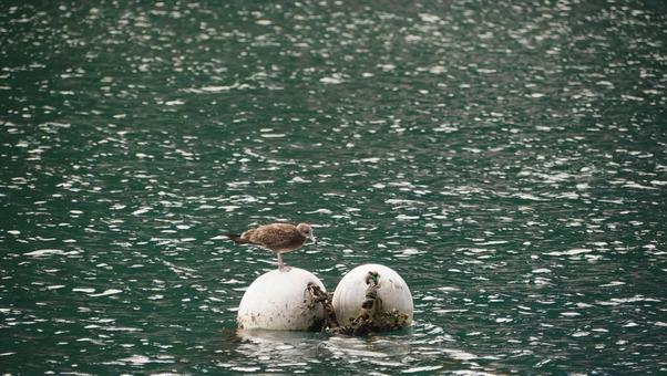 Seabirds perched on floating balls, JPG Seabirds perched on floating balls, JPG