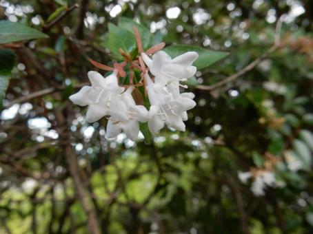 【花の写真】ハナゾノツクバネウツギ 【花の写真】ハナゾノツクバネウツギ ハナゾノツクバネウツギ,アベリア,花園衝羽根空木の写真素材