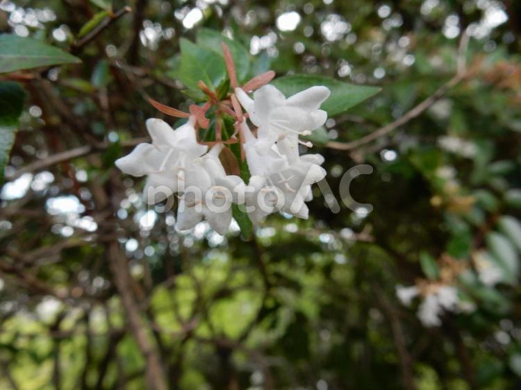 【花の写真】ハナゾノツクバネウツギ ハナゾノツクバネウツギ,アベリア,花園衝羽根空木の写真素材