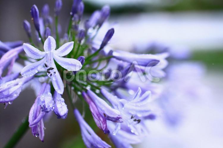 梅雨で濡れたアガパンサスの花 アガパンサス,梅雨,雨粒の写真素材