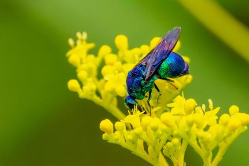 オオセイボウ⑾ オオセイボウ⑾ 蜂,オオセイボウ,宝石蜂の写真素材