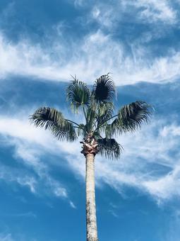 ヤシの木と青空 ヤシの木と青空の写真