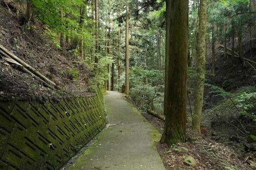 自然と人工が調和する山道 自然と人工が調和する山道 白糸の滝,山道,苔の写真素材