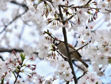 桜と雀 桜と雀 桜,春,可愛いの写真素材