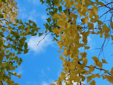 イチョウと空 秋の風景,イチョウ,銀杏の写真素材