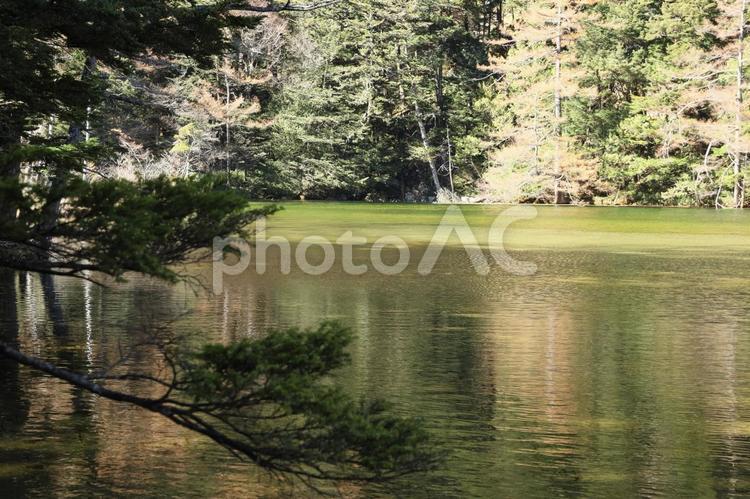 上高地　透き通る水面の明神池 上高地,北アルプス,登山の写真素材