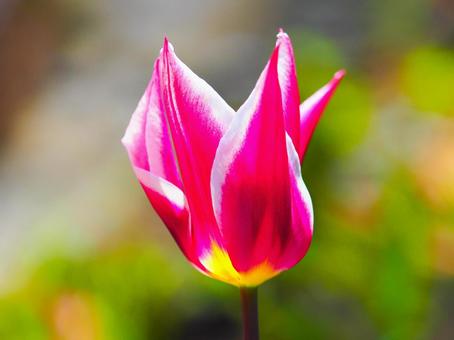 チューリップの花 チューリップの花の写真